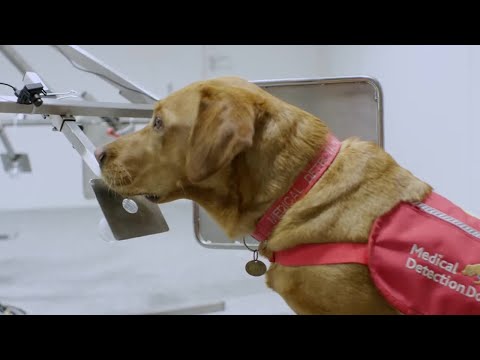 Dogs Can Smell Cancer | Secret Life of Dogs | BBC Earth