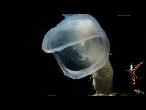 Predatory tunicate - The Blue Planet - Episode 2, &quot;The Deep&quot;