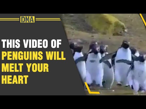Watch: Heart-warming video of penguins chasing a butterfly