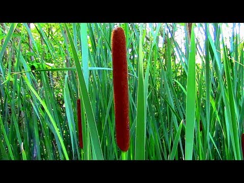 Wild Food Foraging- Cattail- Veggie Pasta