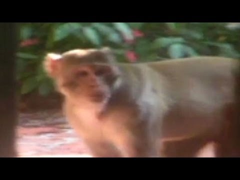 Mystery Monkey of Tampa Bay Captured