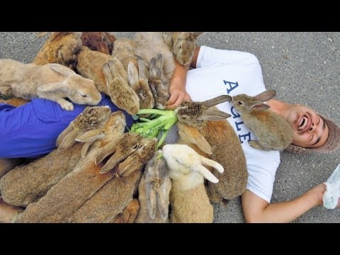 Japan&#039;s RABBIT ISLAND - Incredible!