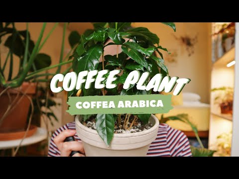 COFFEE PLANT CARE INDOORS | why you have brown leaves! | coffea arabica