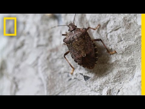 Fighting the Invasive Stinkbug | National Geographic