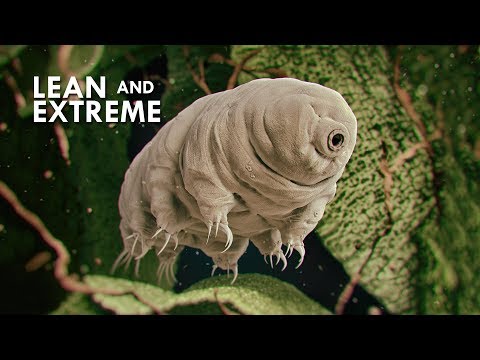 Top 10 Reasons Tardigrades Might Be the Coolest Animals Ever - 63