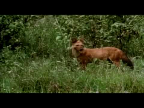 Dholes whistle