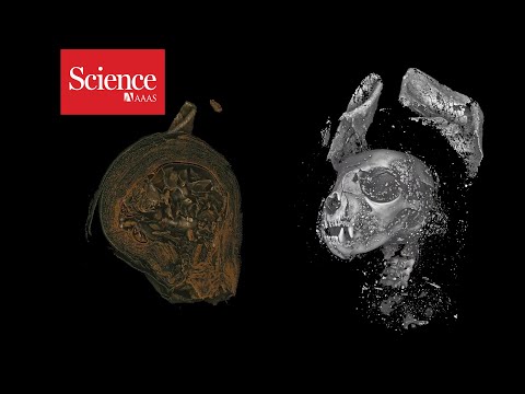 Snippet: 3D imaging reveals the ancient lives of Egyptian animal mummies