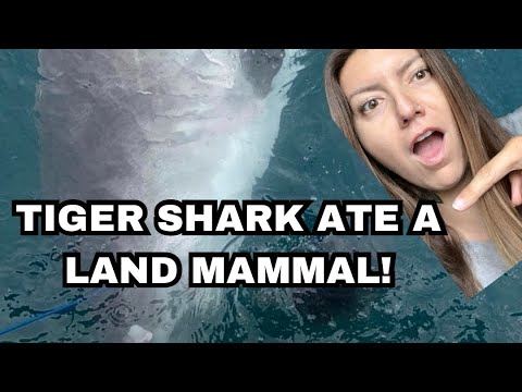 Tiger Shark Ate An Echidna!!