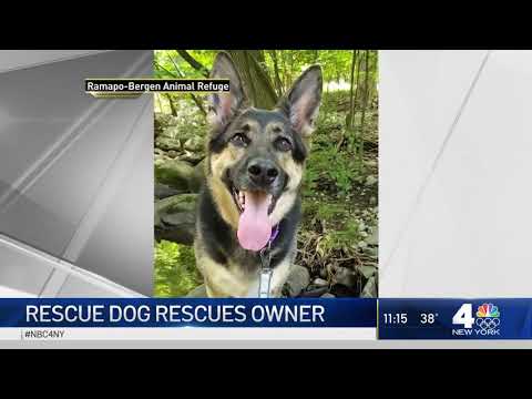 Rescue Dog Hailed a Hero After Helping Save NJ Owner&#039;s Life as He Suffered Stroke (NBC 4 NY) (RBARI)