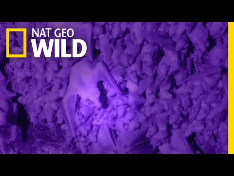 How Bat Moms Find Their Babies in Crowded, Dark Caves | Nat Geo Wild