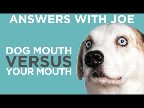 Is a Dog&#039;s Mouth Cleaner Than A Human Mouth?