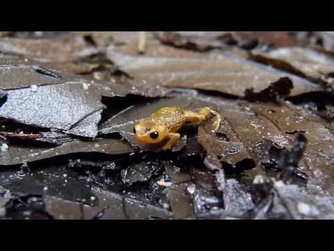 Brachycephalus nodoterga (Sapinho-pingo-de-ouro) - Pumpkin Toadlet