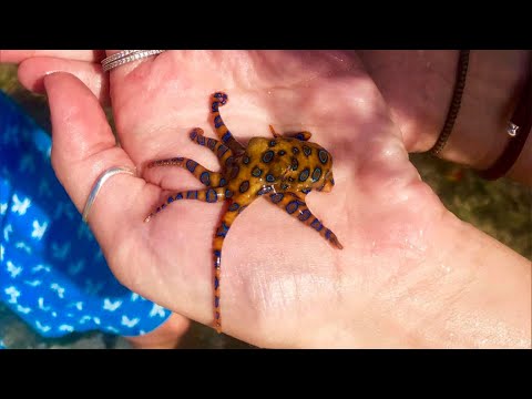 Women Unwittingly Take Photos Holding Deadly Octopus