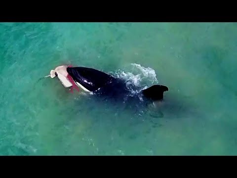 Orca feeding on stingray &amp; the aftermath...