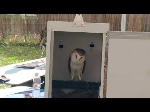 The screams of a barn owl