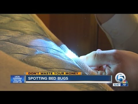 DWYM: Spotting bed bugs