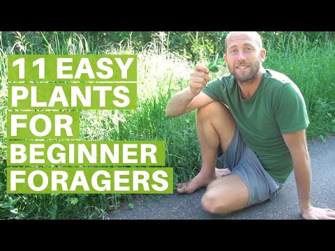 11 Easy Edible Plants for Beginner Foragers- Eating Wild Food