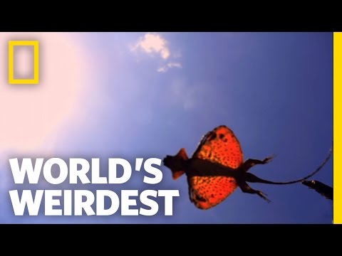The Flying Dragon | World&#039;s Weirdest