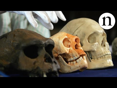 Hobbit histories: the origins of Homo floresiensis