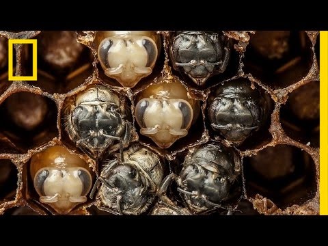 Amazing Time-Lapse: Bees Hatch Before Your Eyes | National Geographic