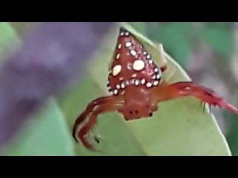 Triangular spider (Arkys Lancearius) bungee jumping