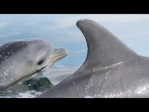 10 Ways Dolphins Show They Have a Darker Side - 91