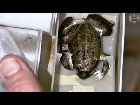 The gastric-brooding frog: how to bring a species back from the dead