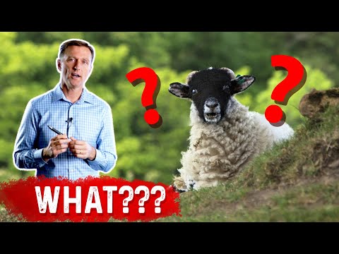 Vitamin D Comes From Sheep&#039;s Wool: WHAT???