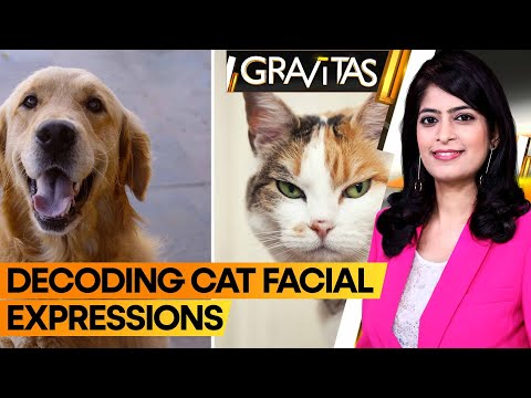 Gravitas | Cats: Masters of facial expression communication | WION