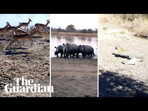 Animals run faster from human voices than they do from lion roars, study finds