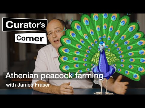 Why Peacocking in Ancient Athens might get you ostracised (ostrichsized?) | Curator’s Corner S8 Ep8