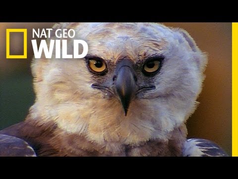 Beware The Harpy! | Peru&#039;s Wild Kingdom