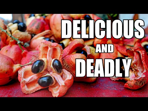 ACKEE Fruit : Trying the Notoriously Delicious Fruit in JAMAICA (&amp; Susumba Fruit Review + Recipe)