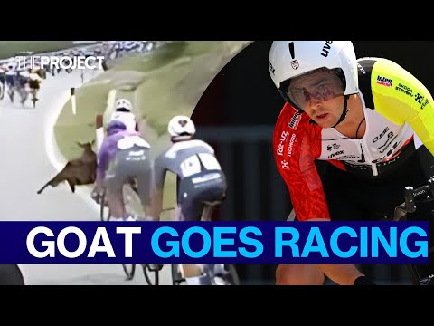 Why This Giant Goat Is Disrupting The Giro d&#039;Italia