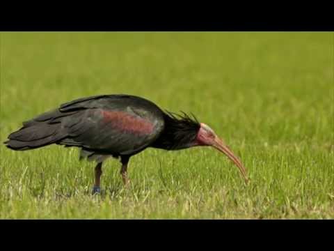 Demovideo LIFE+ Northern Bald Ibis Project Reason for Hope