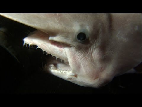 10 Bizarre Shark Species - 56