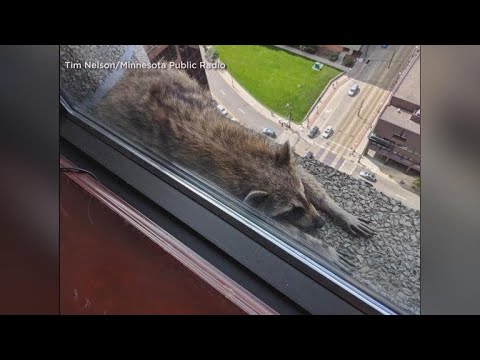 Raccoon survives climb up Minnesota skyscraper