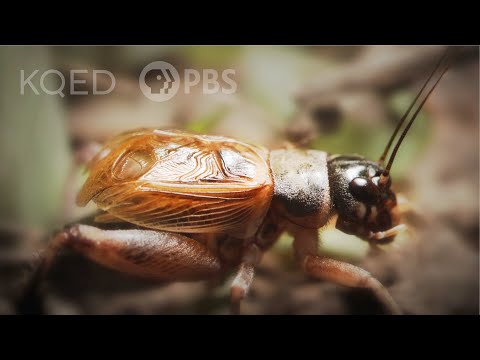 Why Crickets Just Won&#039;t Shut Up | Deep Look