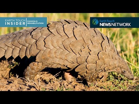 Meet the pangolin who’s teaching humans about his own kind