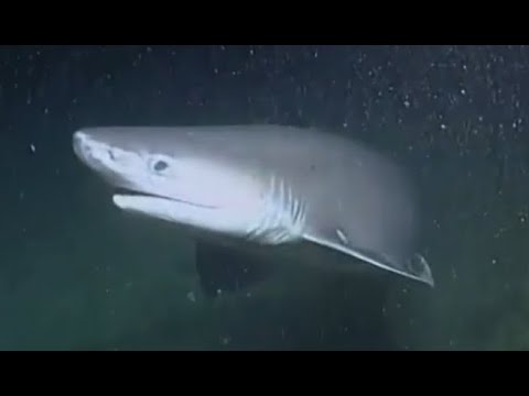 Facts: The Bluntnose Sixgill Shark