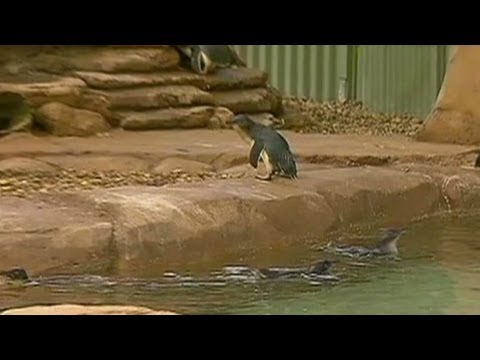 Drunk friends steal penguin