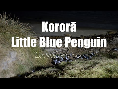 Wild New Zealand: The Little Blue Penguin