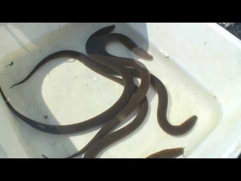 Asian swamp eels in Silver Lake