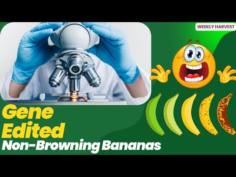 Are Non-Browning Bananas the Future of Fruit? Here’s What You Need to Know!