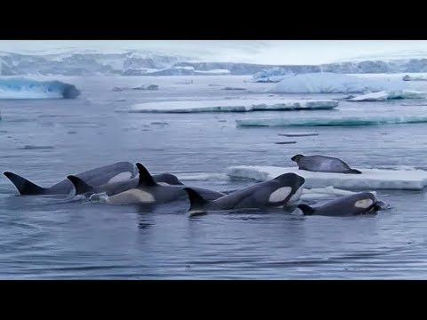 Killer Whales Working Together to Hunt Seals on Ice | BBC Earth