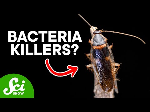 8 Unbelievable Sources for New Drugs—including Cockroaches