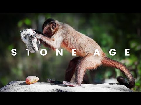 Monkeys and Apes Have Entered The Stone Age
