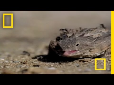 Blood Squirting Lizard | National Geographic