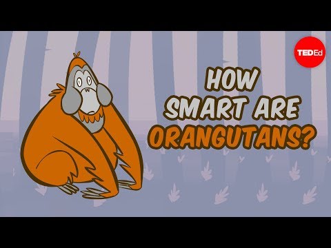 How smart are orangutans? - Lu Gao