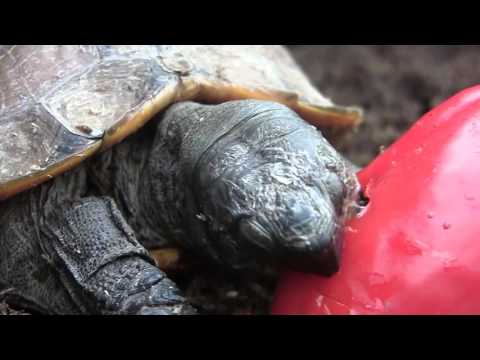 Arakan Forest Turtle Feeding